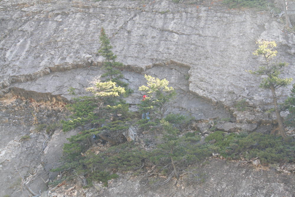 person repelling down a rocky cliff, hidden by some trees